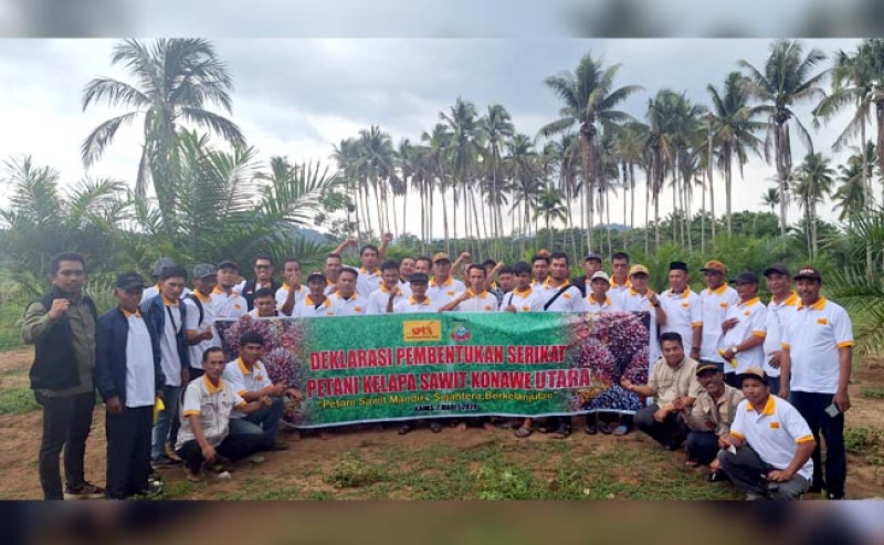 SPKS Bersama Petani Sawit Swadaya Melakukan Pelatihan Budidaya Sawit Berkelanjutan di Kabupaten Konawe Utara