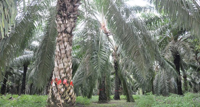 Areal Plasma Sawit Seluas 32.996 Ha di Riau Diremajakan