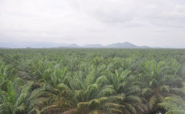 Efek Perang Dagang China – AS Berdampak Pada Sektor Pertanian