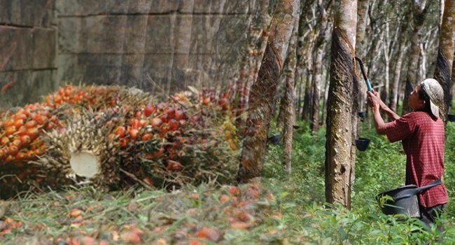 Lelang 4S Langkah Konkrit Perbaikan Mutu dan Harga Karet Sumsel