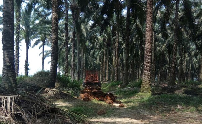 Program Modernisasi Alsin Pertanian Patut Peroleh Apresiasi