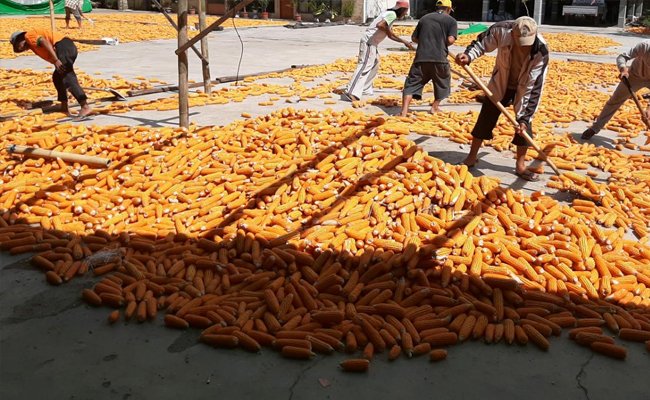 Corn Breeders in North Sulawesi Support Gratieks of Ministry of Agriculture