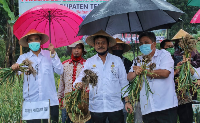 Mentan SYL Panen Bawang Putih di Temanggung, Produk Lokal Lebih Sedap
