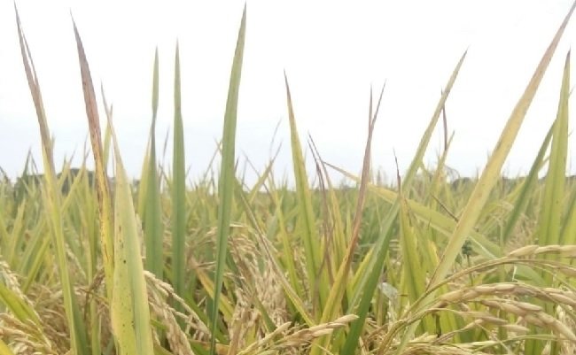 Ministry of Agriculture Depends on the Farmers to Empower the Economy in the Villages