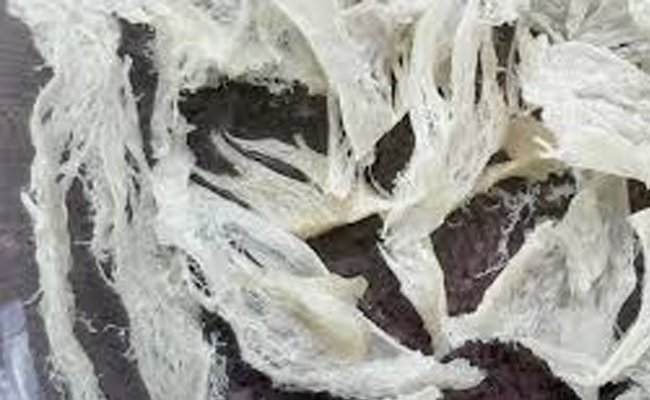 Not to China, The Exports of Swift’s Nest Increased to 3 Countries