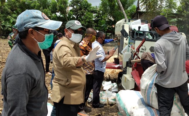 Petani Kabupaten Wajo Panen Raya dan Langsung Tanam