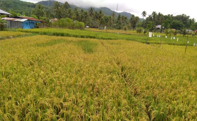 South Lampung Would Publish the Regulation about Sustainable Agriculture Area and Food