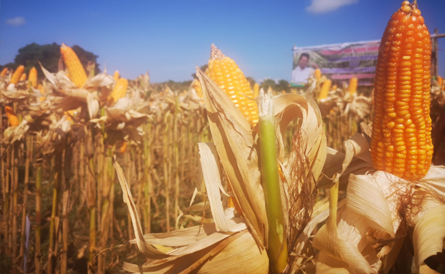 The Corn Harvest in Bantaeng, SYL Secured the Stocks and Price