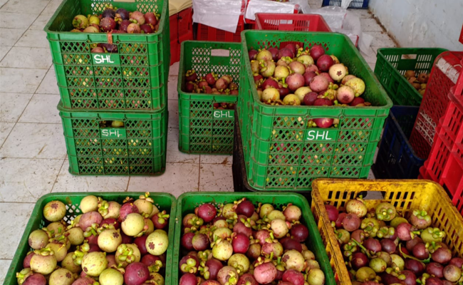 The Exports of Mangosteen from Indonesia Are Good in the Covid-19 Pandemic