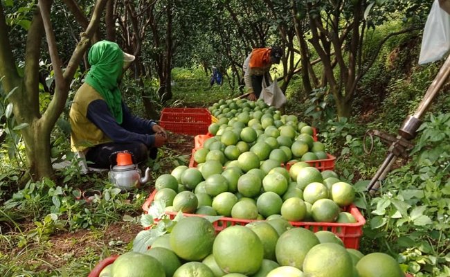 The Farmers Get Profits from Many Baby Oranges and Sold to the Markets
