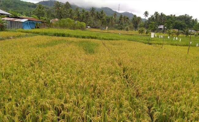 The GAP in the Massive Harvest in Samarinda
