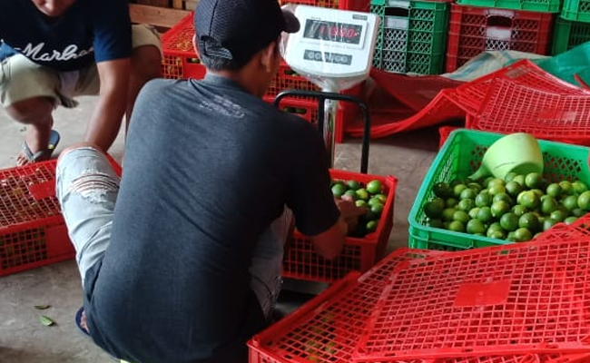 The Horticulture Exports Were Good, the Exporters Get the Harvests from the Farmers