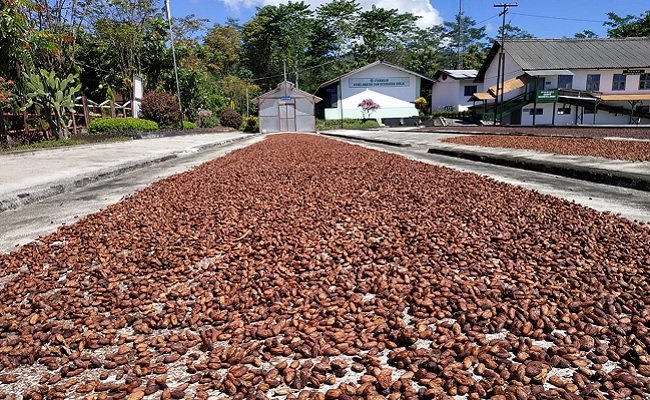 Kolaborasi teh dan kakao, Kementan terus pacu komoditas perkebunan berdaya saing