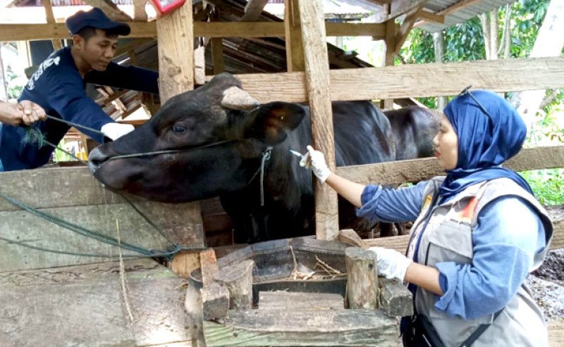 Kementan Pastikan Pengendalian PMK Tetap Optimal Selama Lebaran 1446 H