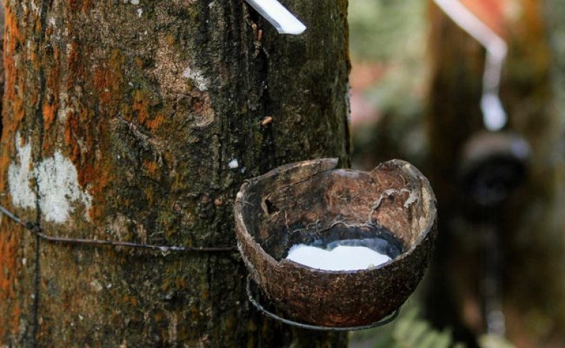 Kabar Baik! Harga Karet SGX Sicom Tembus Rp 28.280/Kg pada Selasa 22 April 2025