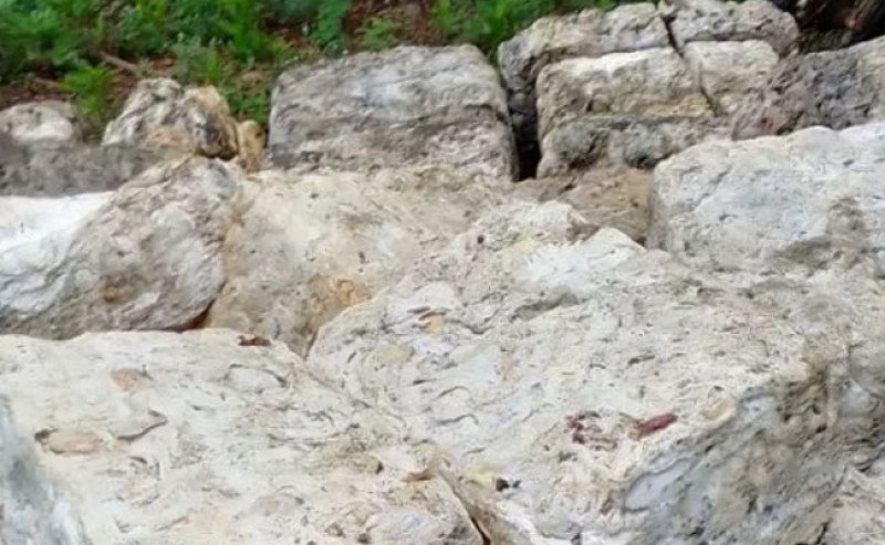 Harga Karet SGX Sicom Turun Rp 278 per Kg pada Rabu 23 April 2025