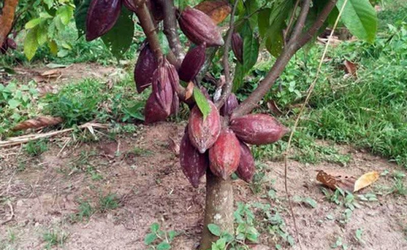 Pemkab Tolitoli Dorong Produktivitas Kakao Lewat Metode Sambung Pucuk