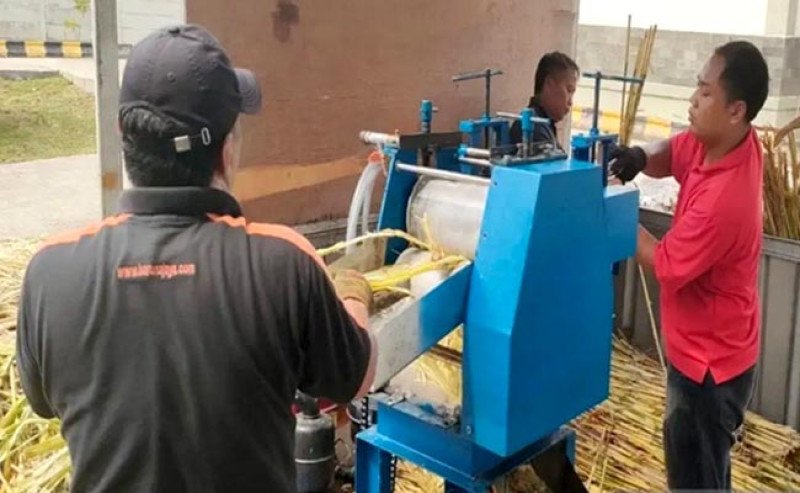 BRIN Kembangkan Teknologi Gula Semut dari Sorgum, Dorong Alternatif Gula Lokal