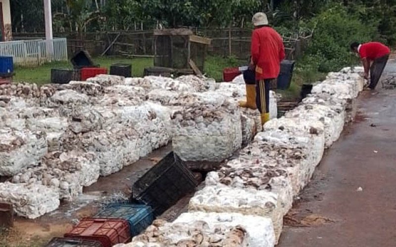 Harga Karet SGX–SICOM Naik ke Rp35.759/Kg pada Kamis (23/4), Tren Penguatan Kian Solid