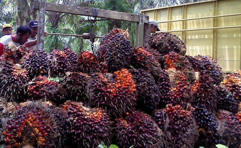 Harga TBS Sawit Swadaya Riau Turun Ke Rp 3.956,31/kg Di Periode 22-28 April 2026