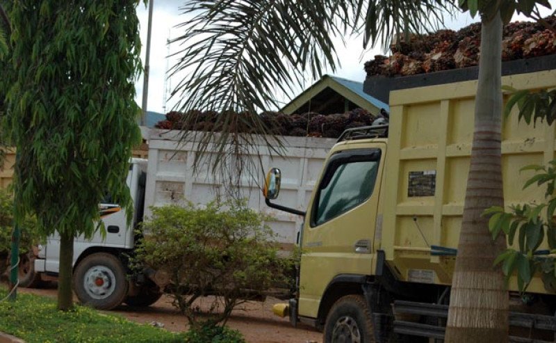 Harga TBS Sawit Kalbar Naik, Periode II April Tembus Rp3.827/Kg