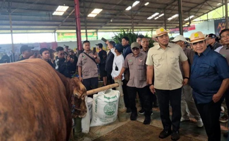 Kontes Sapi Wonosobo Jadi Ajang Penguatan Pasar, Wamentan Ingatkan Jaga Sapi Betina Produktif
