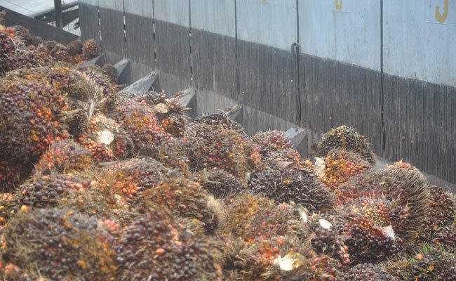 Dinamikan Pasar Komoditas Dunia Tekan Harga Sawit