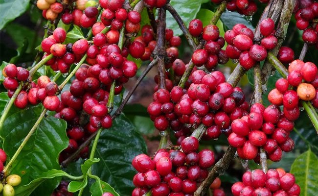 Ekspor Komoditas Perkebunan Ke Mesir Meningkat