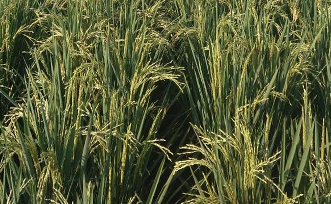 CBS: July 2020 FER and NTUP Increased; The Farmers’ Welfare Indicators Got Better