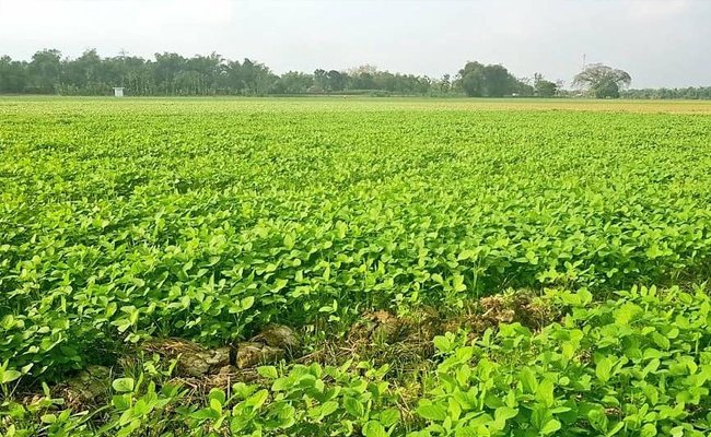 Dalam Raker Komisi IV DPR, Anggota Apresiasi Kinerja Pertanian