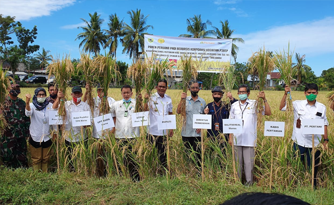 Hasil Nyata, Bupati Barru Lakukan Panen di Kawasan Korporasi Benih Padi
