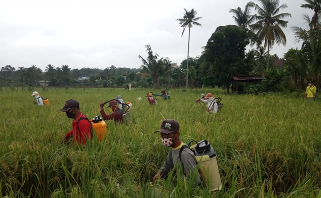 In the Second Quarter of 2020, The Agriculture GDP Significantly Increased