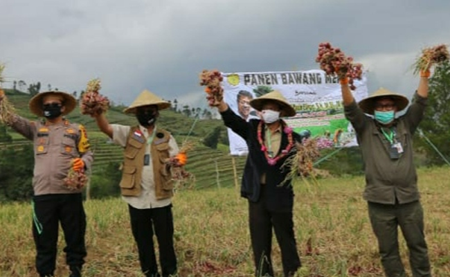 Mentan SYL Panen Bawang Merah di Bantaeng