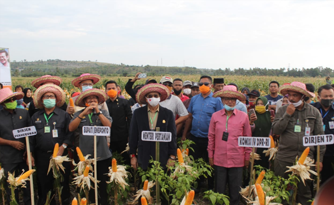 Mentan SYL Panen Jagung di Jeneponto, Produksi Terus Ditingkatkan
