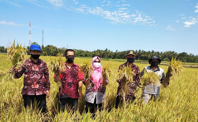 Ministry of Agriculture Successfully Develop Seed Corporation of IR - Nutri Zinc to prevent Stunting