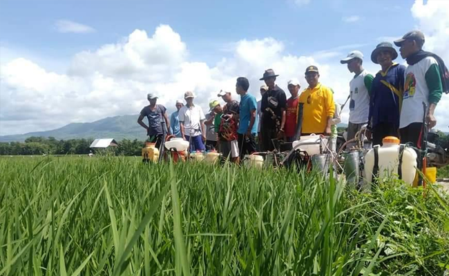 Pengamat: PDB Triwulan-II 2020 Buktikan Sektor Pertanian Melesat di saat Pandemi Covid