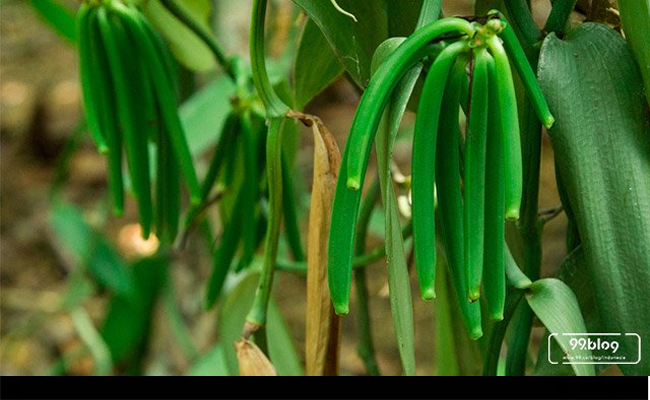 Perkuat Ekspor Vanili agar Bernilai Tambah, Kemendag Kerahkan Atdag dan ITPC