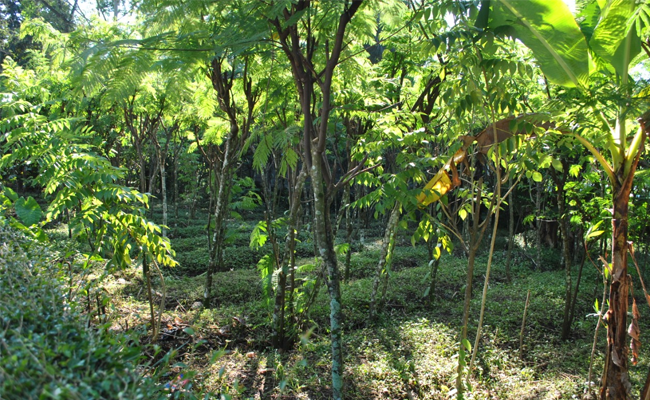 Raise the ‘Green Gold’ from Salatiga