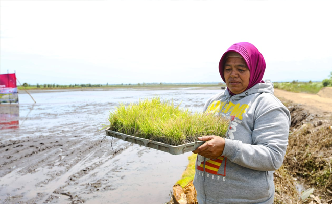 Sarkem: Keep Planting though the Rats Attack