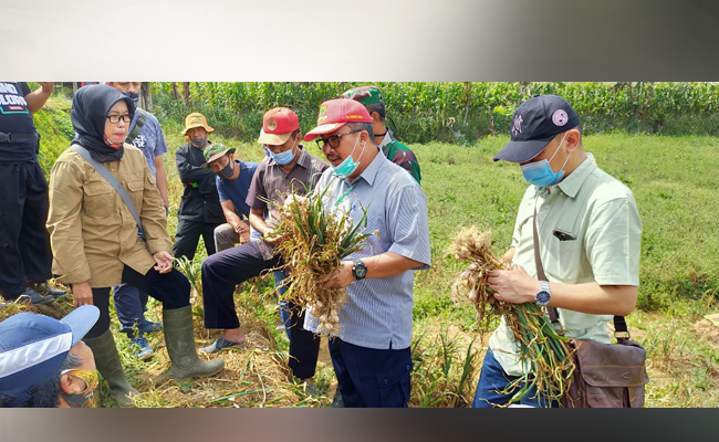 Though It is in Dry Season, the Vegetable Production in Majalengka Keeps Increasing