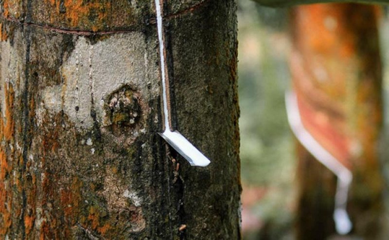 Harga Karet di Bursa SGX Sicom Makin Anjlok Pada Jumat 1 Agustus 2025