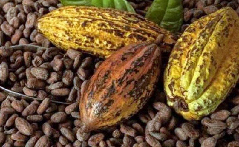 Harga Referensi Biji Kakao Turun Tajam di Agustus, Apa Penyebabnya?