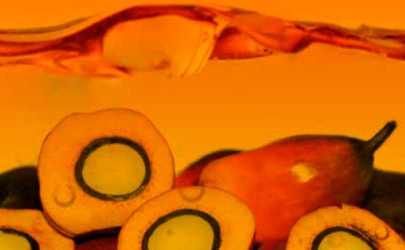 Harga Referensi CPO Agustus 2025 Naik 3,76 Persen, BK dan PE ditetapkan USD 165 per MT