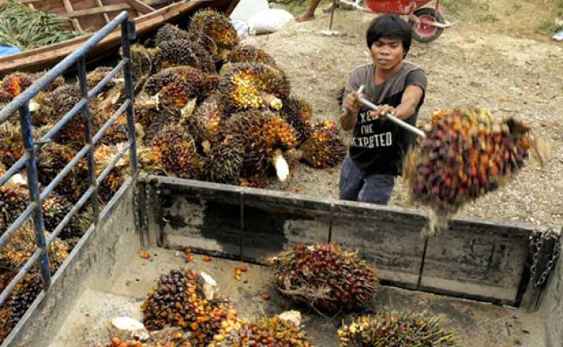 Harga TBS Sawit Kaltara Periode Juli 2025 Turun ke Rp2.921,75/kg