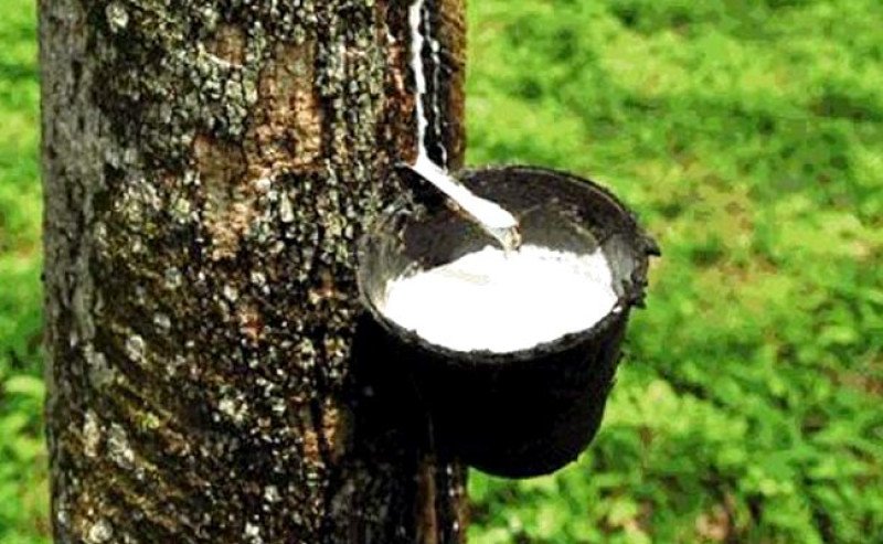 Harga Karet di Bursa SGX Sicom Selasa 5 Agustus 2025 Naik Rp103 Per Kg