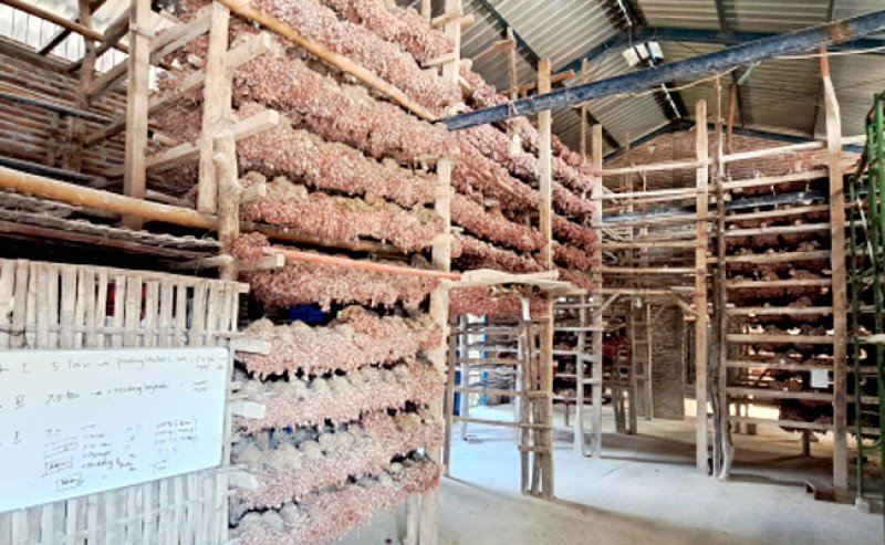 Agustus Panen Besar, Harga Bawang Merah Turun Bertahap