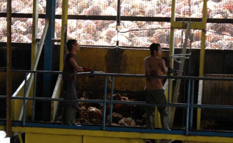 Harga TBS Sawit Jambi Naik, Usia 10–20 Tahun Tembus Rp3.613/Kg di Periode 15-21 Agustus 2025