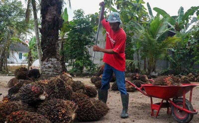 Harga TBS Sawit Jambi Naik Tipis, Tanaman Produktif Capai Rp3.941,73/Kg