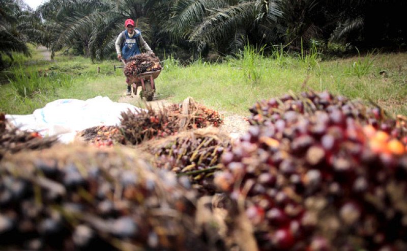 Harga Sawit Swadaya Riau Naik Rp23,35/Kg, Tembus Rp3.936,63 pada 5–11 Agustus