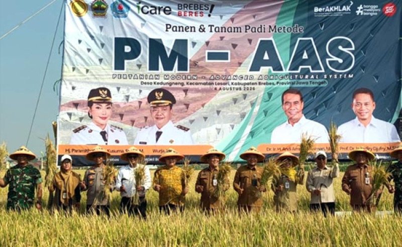 Teknologi PM-AAS Dongkrak Produktivitas Padi Brebes hingga 10,43 Ton per Hektare